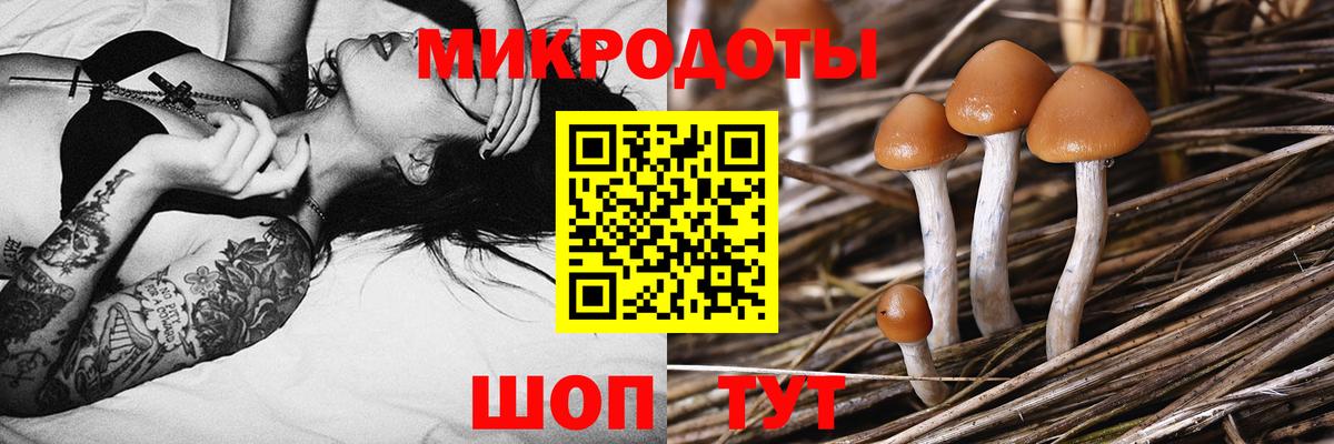 Галлюциногенные грибы Psilocybe Иваново
